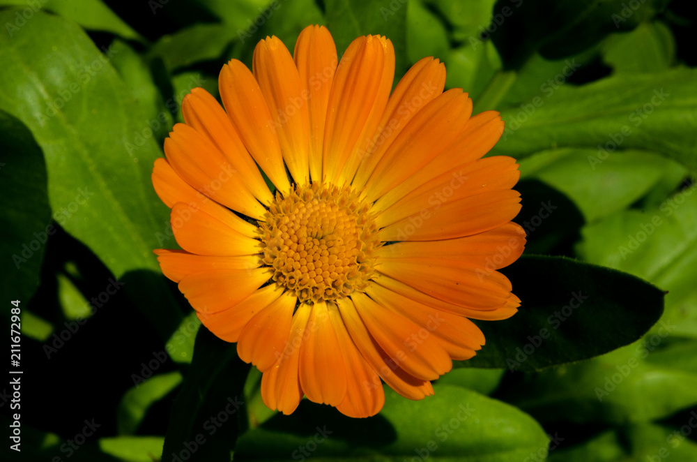 beautiful flowers bloom in the clearing beautiful flowers bloom in the clearing