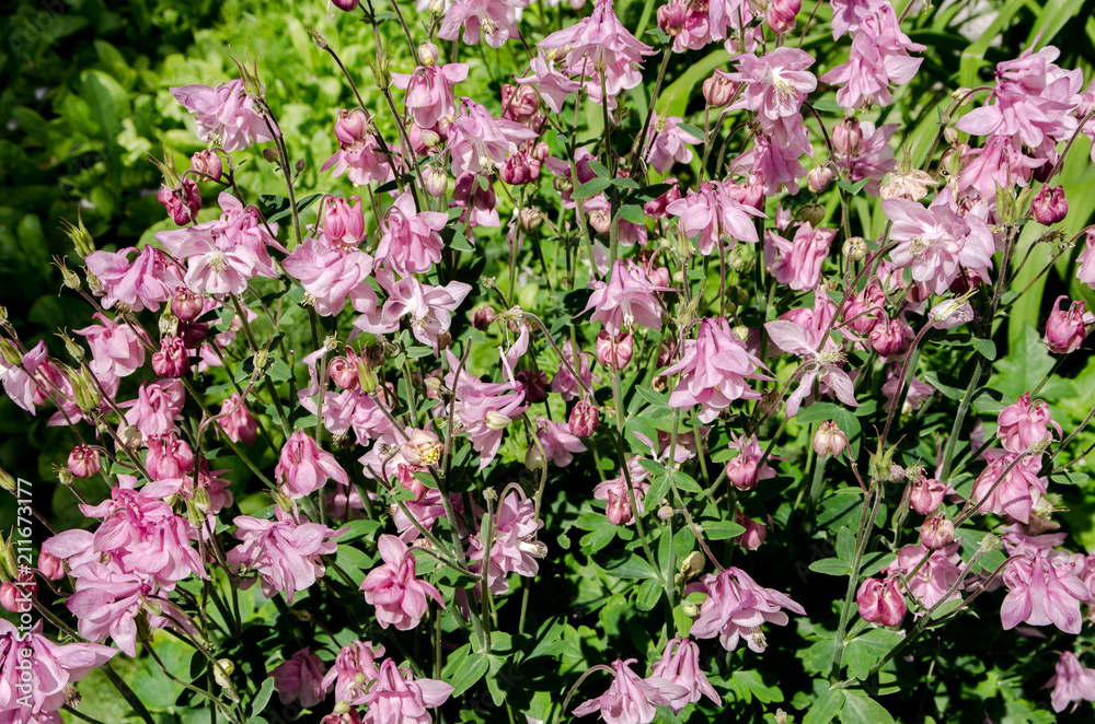 beautiful flowers bloom in the clearing