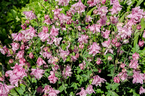 beautiful flowers bloom in the clearing