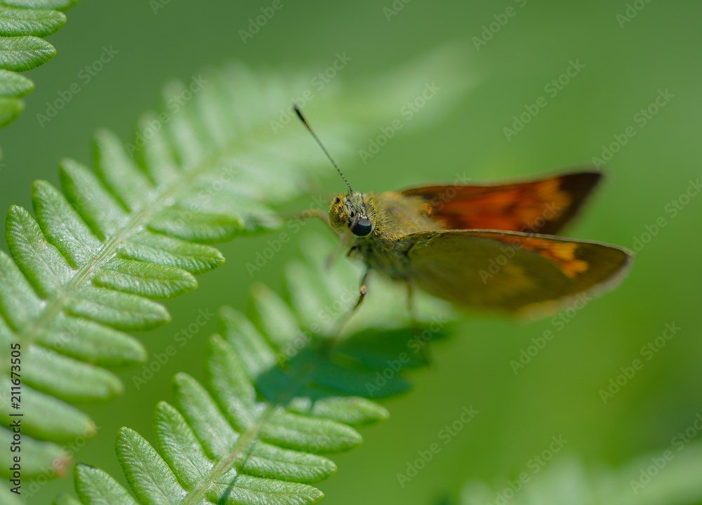 insecte seul papillon marron orange posé sur une plante fougère verte en été insecte seul papillon marron orange posé sur une plante fougère verte en été