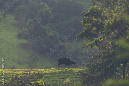 gaur in the tropical forest...