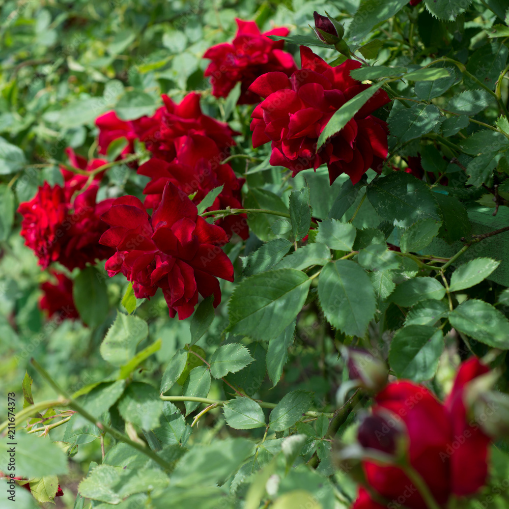 Flower of a red rose blooms in the garden