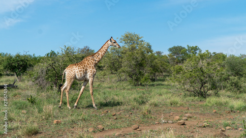 Giraffe im Busch in Afrika