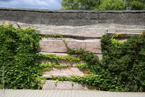 Zielone rośliny pnącze na pięknym betonowym ogrodzeniu.