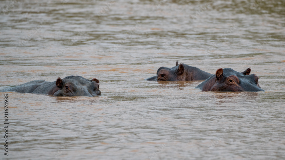 Flusspferde in einem Fluss in Afrika Flusspferde in einem Fluss in Afrika