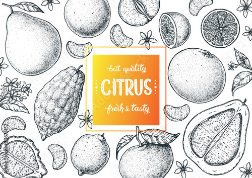 Citrus sketch collection. Hand drawn vector illustration. Organic food, citrus design template. Engraving illustration.