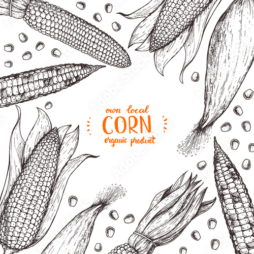 Corn on the cob hand drawn vector illustration. Corn sketch illustration. Engraving style, vintage design.