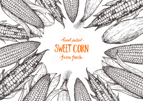 Corn on the cob hand drawn vector illustration. Top view frame. Corn sketch illustration. Engraving style, vintage design.