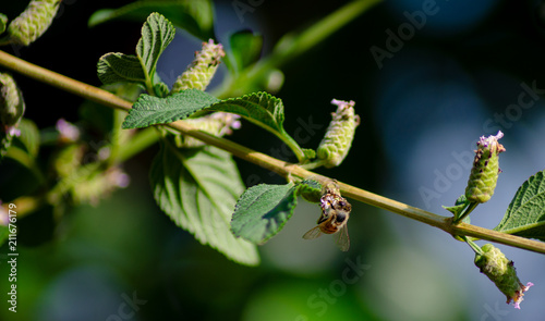 flowers and bees photo