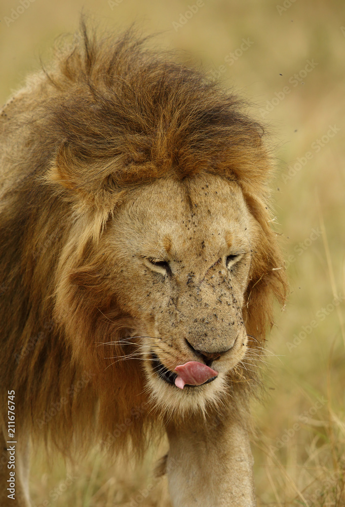 A portrait of a lion, Masai Mara, Kenya