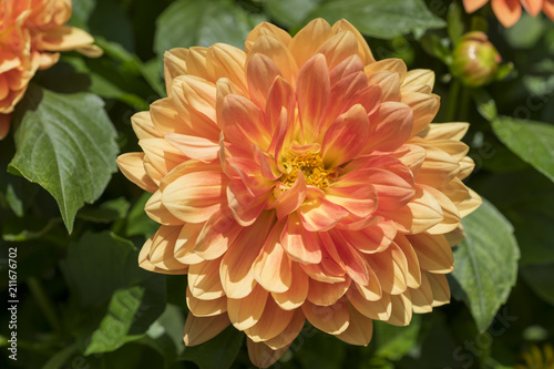 Fototapeta Naklejka Na Ścianę i Meble -  Orangene Dahlie (Dahlia)