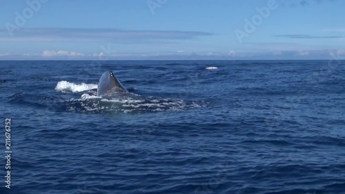 Sperm whale caudal fins - Physeter macrocephalus photo