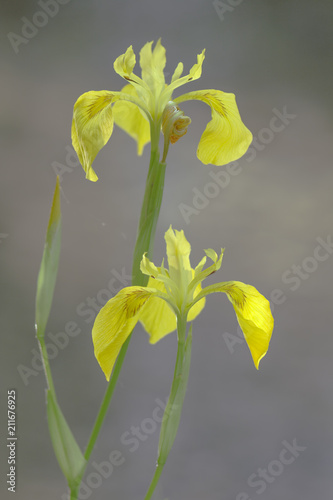 Fototapeta Naklejka Na Ścianę i Meble -  Iris jaune en fleur