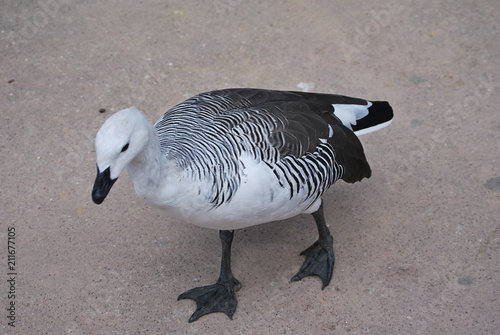 Black and white duck walking