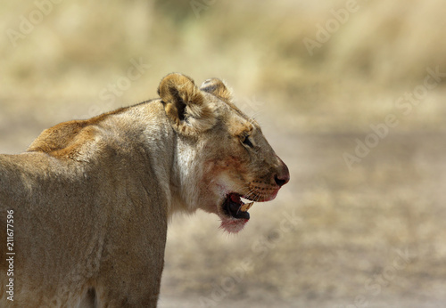Closeup of a lioness, Masai Mara © Dr Ajay Kumar Singh