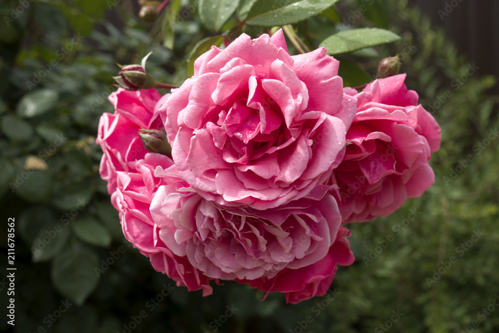 Blooming pink Roses with buds and green leaves in the garden