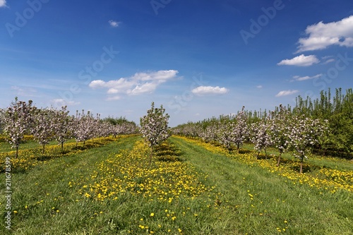 wiosenny kwitnący sad z pięknym błękitnym niebem i kwitnącymi na żółto mleczami