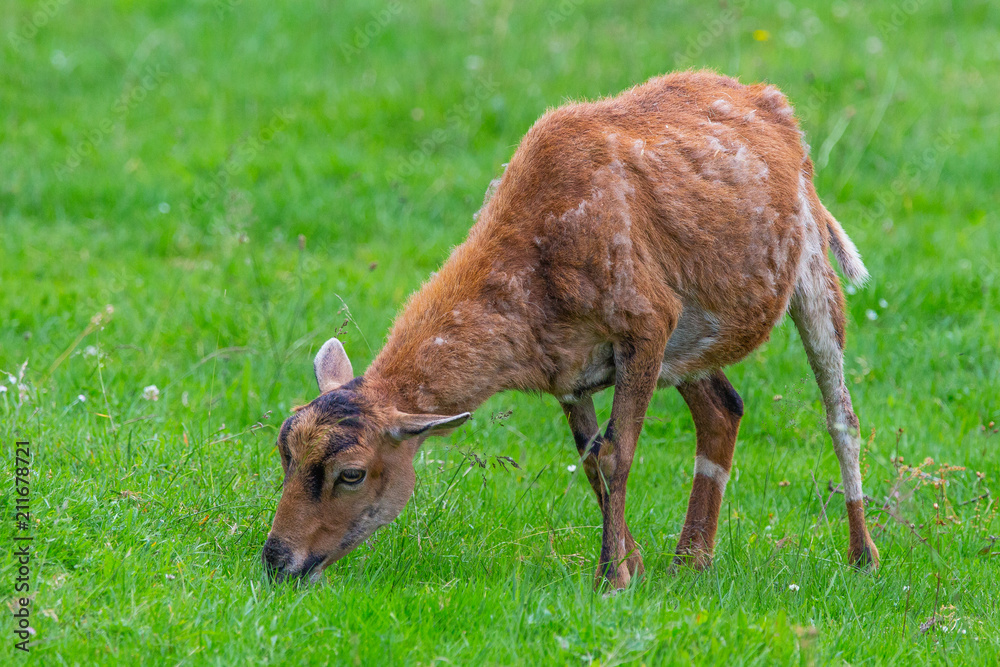Goat eats grass on green meadow Goat eats grass on green meadow