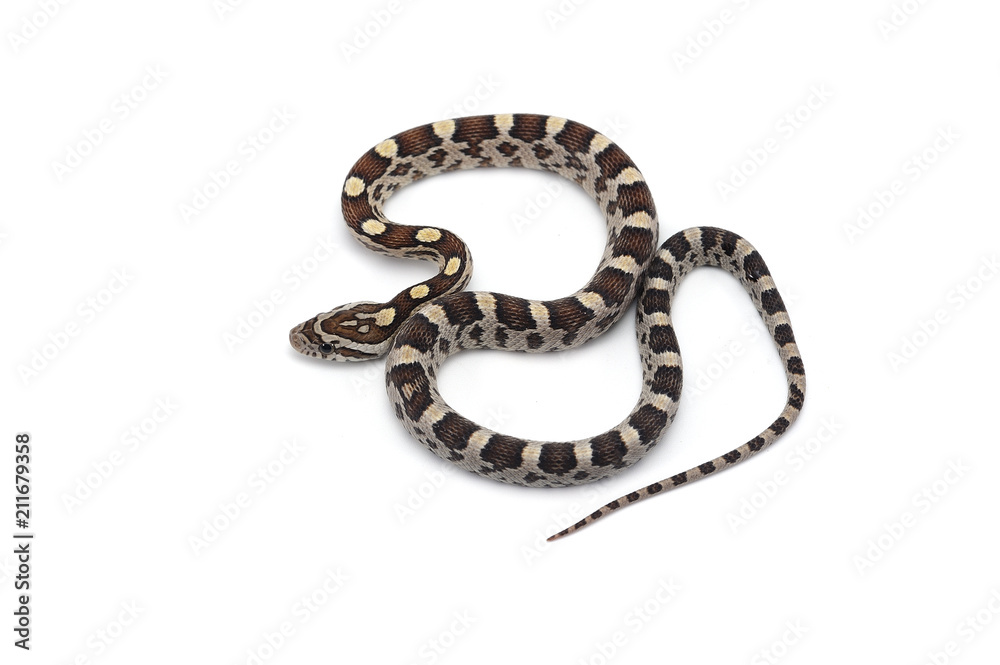 Corn snake isolated on white background