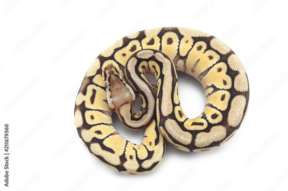 ball python isolated on white background ball python isolated on white background