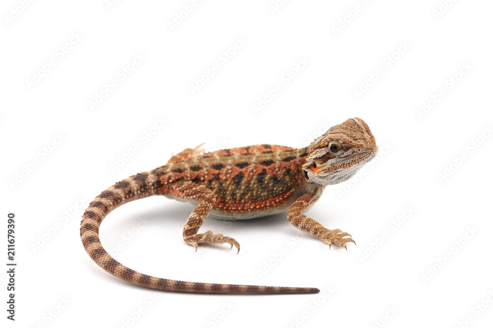 Naklejka premium red Bearded Dragon isolated on white background