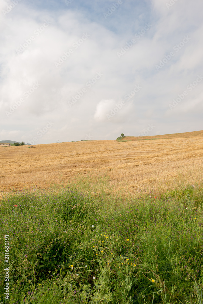 Fototapeta premium Camino de Santiago as it passes through Navarra