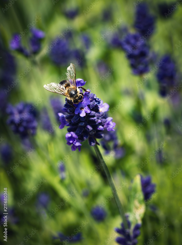 Naklejka premium bee on lavender flowers