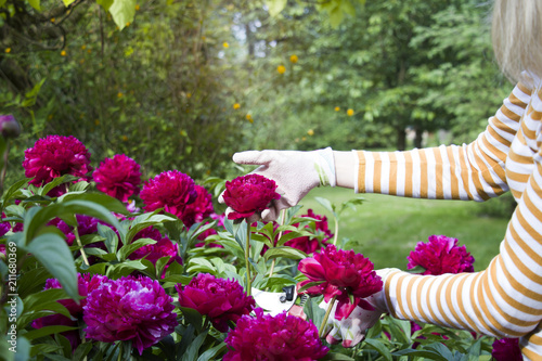 A girl cutting flowers in the backyard.
