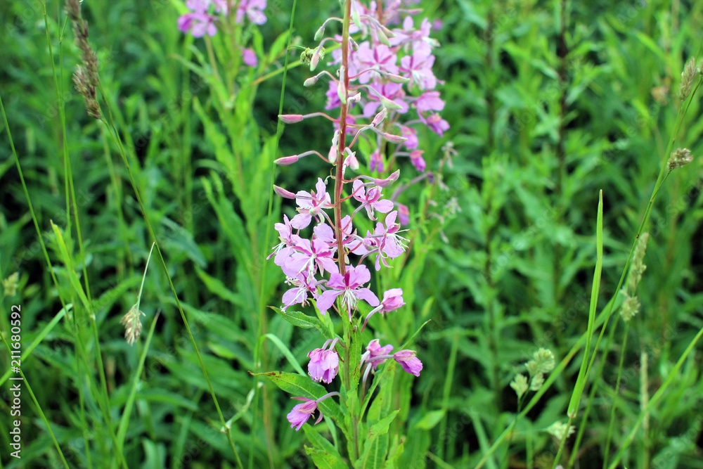Willow-herb. Perennial herb medicinal plant. Willow-herb. Perennial herb medicinal plant.