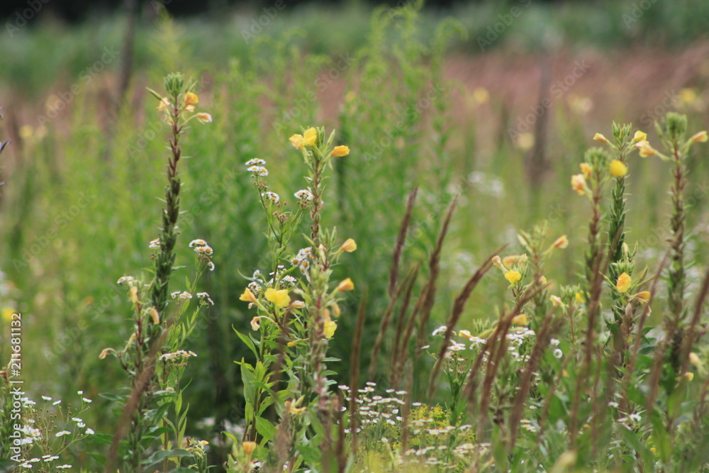 Obraz premium field flowers