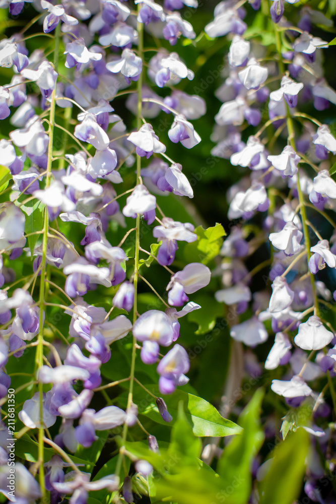 Close up of blooming wisteria flowers Close up of blooming wisteria flowers