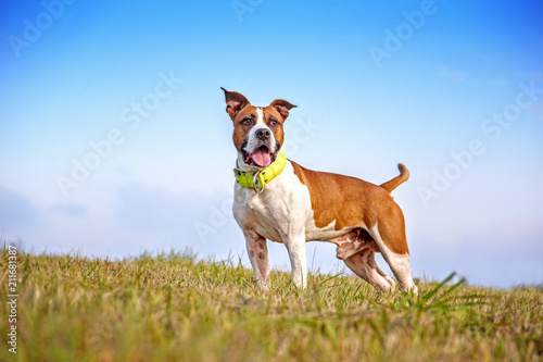 Dog posing in green grass. He is a brown and white staffordshire terrier. Behind him is a blue sky. 