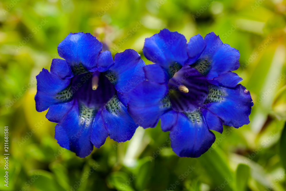 Close photo of bright blue flowers of stemless gentian (Gentiana acaulis)