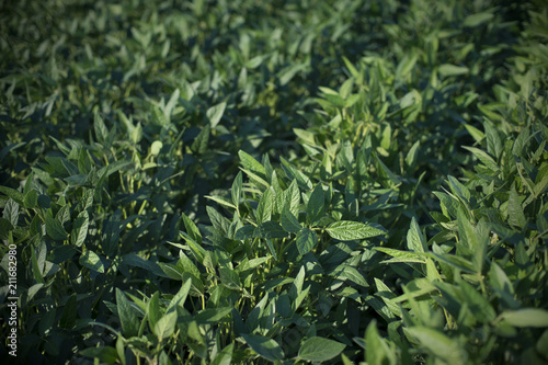 Agriculture  green cultivated soy bean field in late spring or early summer  selective focus