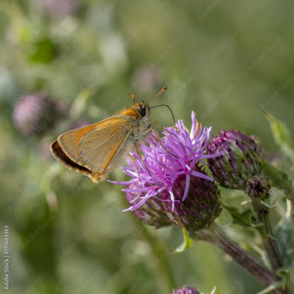 Small Skipper -- Thymelicus sylvestris Small Skipper -- Thymelicus sylvestris