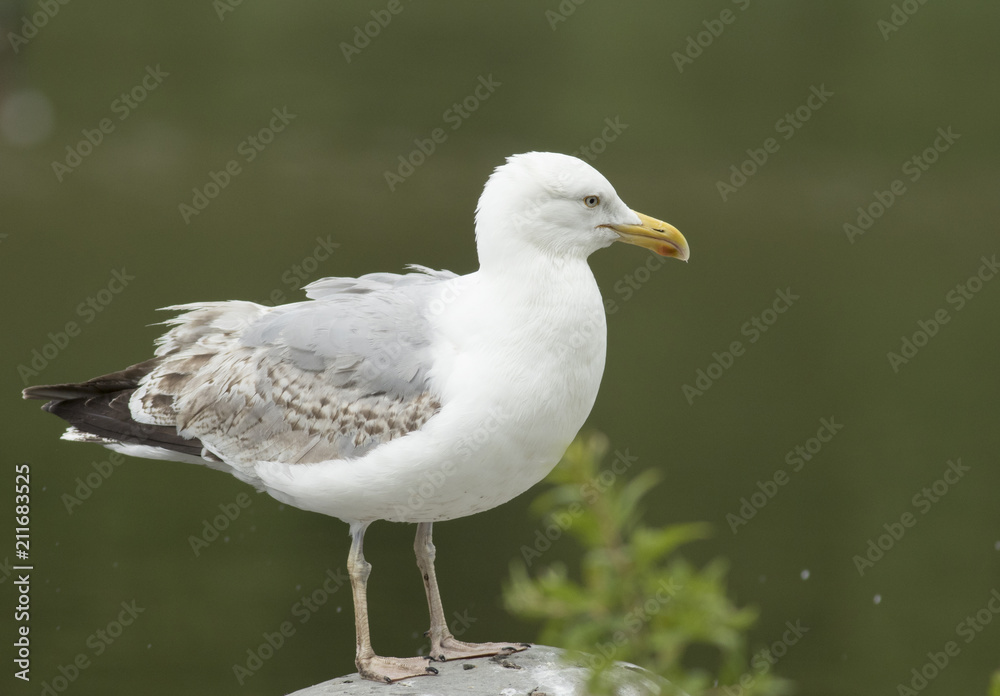 Obraz premium Herring gull