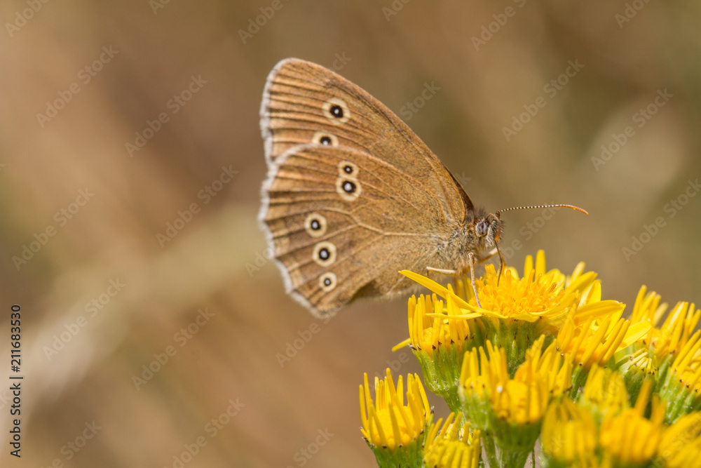 Ringlet - Aphantopus hyperantus Ringlet - Aphantopus hyperantus