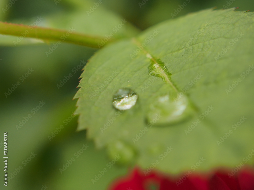 A clear drop of water on a leaf of the plant. After the rain. Dew. A clear drop of water on a leaf of the plant. After the rain. Dew.