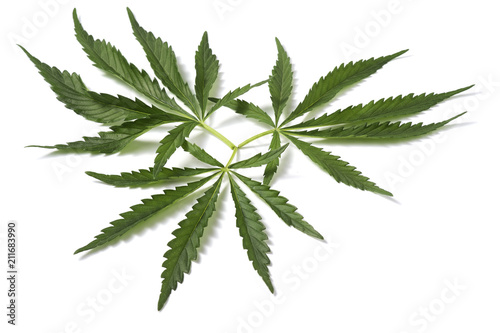 Cannabis Sativa leaves isolated on white background