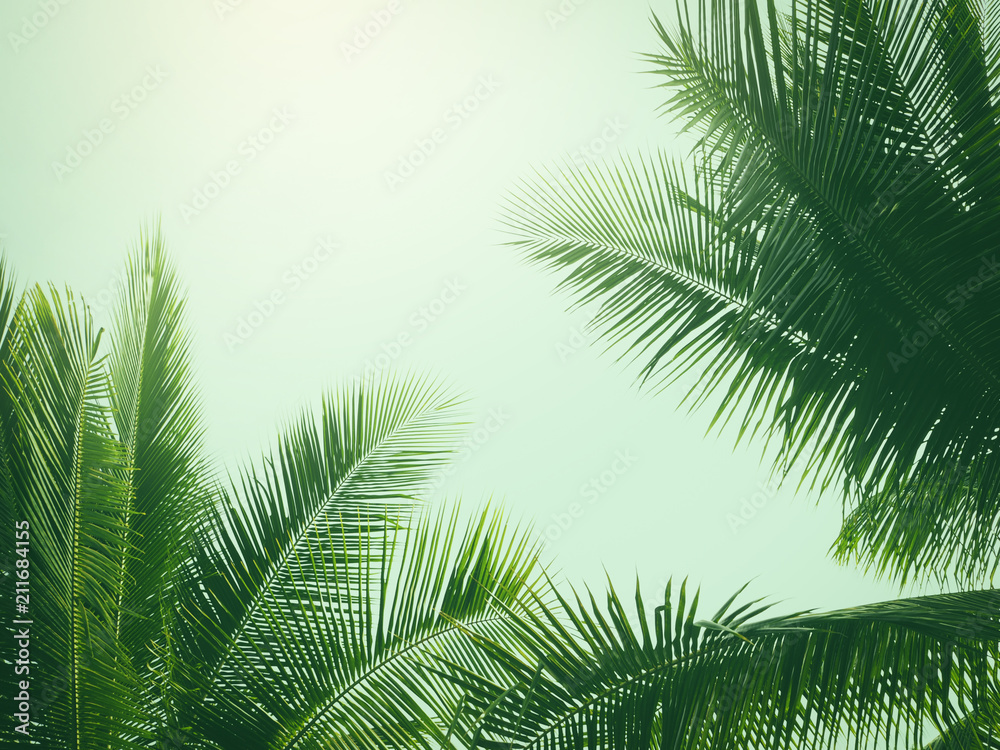coconut palm tree in vintage style