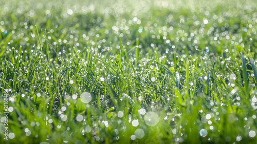 Background of morning dew on green grass in sunlight. Selective focus