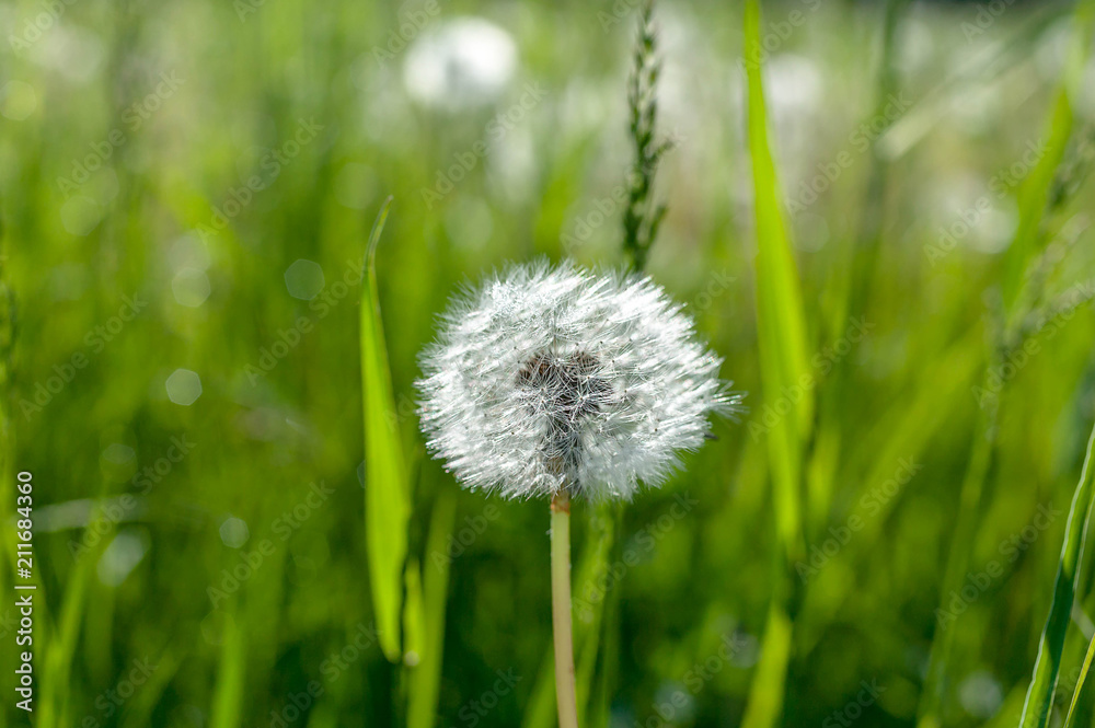 White dandelion on a blurred background of grass