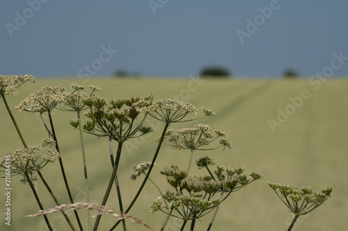Cow parsey flower heads in the foreground. Field of wheat in the background, with trees on the horizon and a clear blue sky. Photographed in mid summer in the Cotswolds, Gloucestershire UK. photo