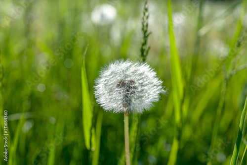 White dandelion on a blurred background of grass