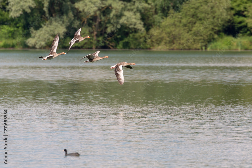 greylag geese in flight
