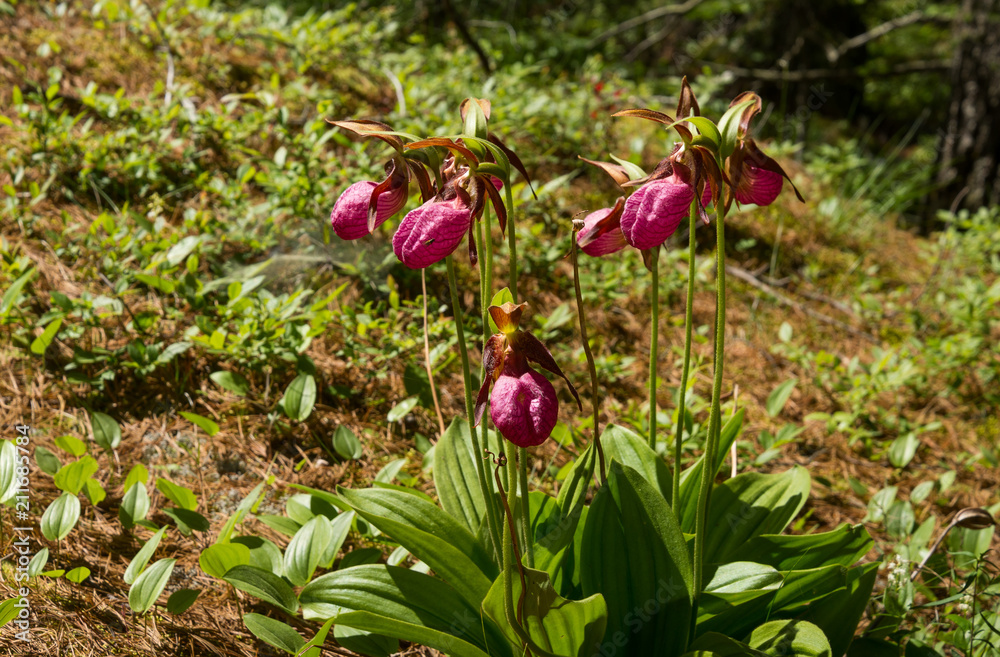 Cluster of Pink Lady's Slipper flowers past their prime Cluster of Pink Lady's Slipper flowers past their prime