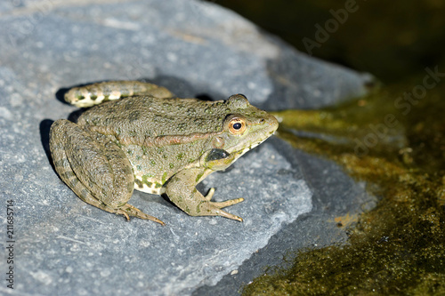 lake frog basking on a rock photo