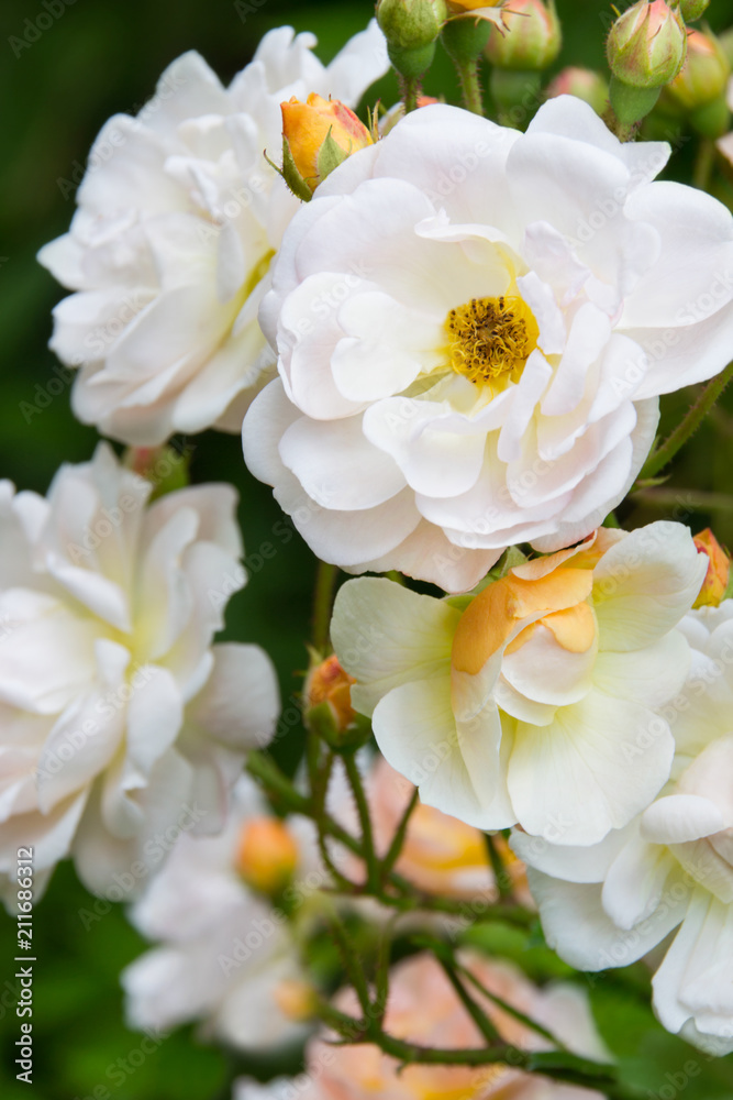 Roses - Ghislaine Roses - Ghislaine