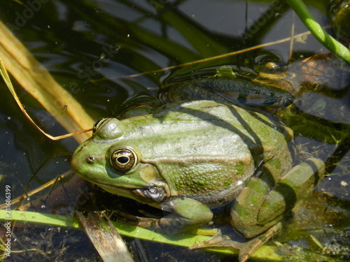 Grenouille  photo