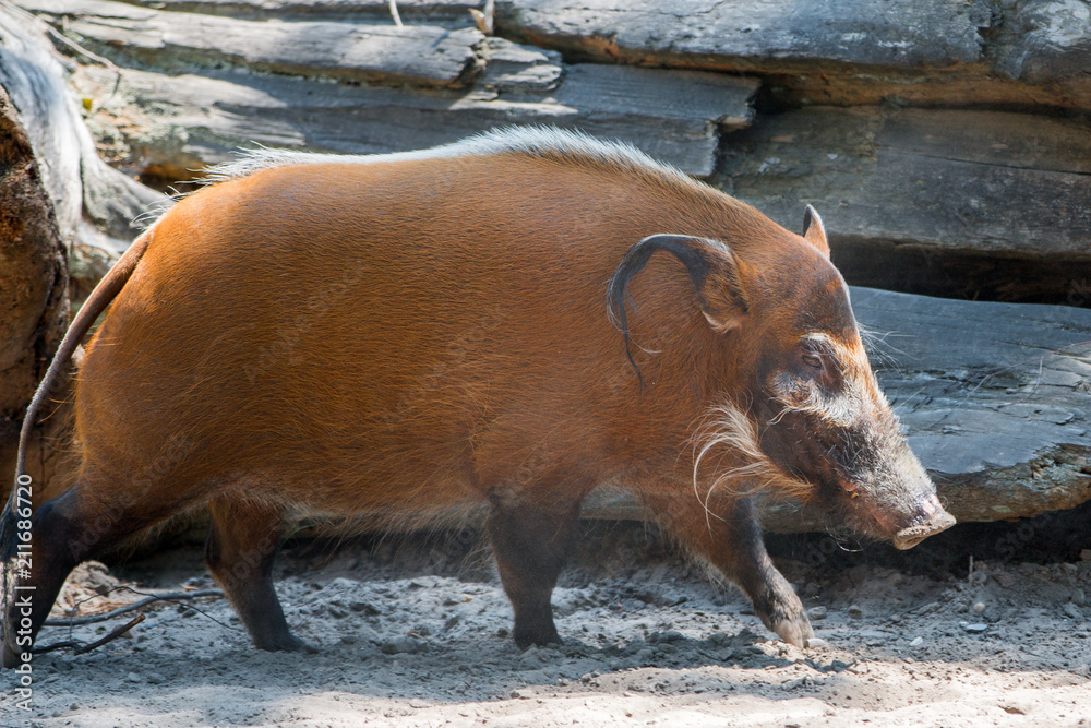 Pinselohrschwein, Flussschwein (Potamochoerus porcus) Pinselohrschwein, Flussschwein (Potamochoerus porcus)